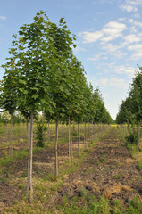 Obraz premium Rows of maple