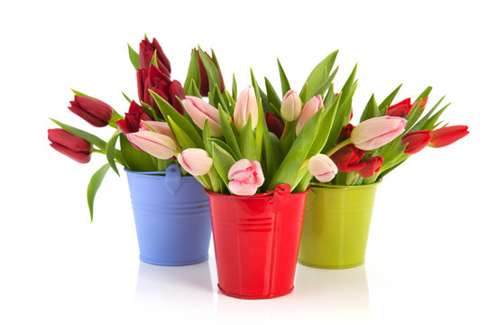 Colorful tulips in buckets