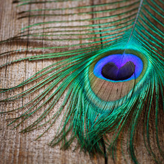 peacocks feather  on wooden board