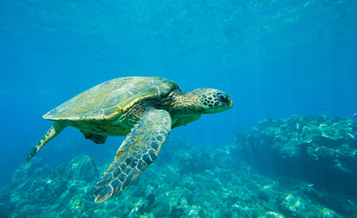 Obraz na płótnie Canvas Zielony żółw morski pływanie w oceanie morza