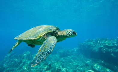 Peel and stick wall murals Tortoise green sea turtle swimming in ocean sea