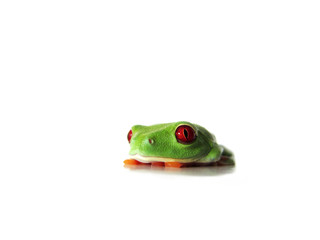 Rotaugenlaubfrosch 130 Agalychnis callidryas