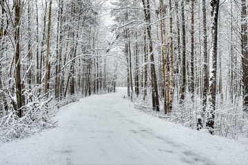 winter snow-covered forest