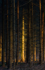 First sunlight in dark pine forest