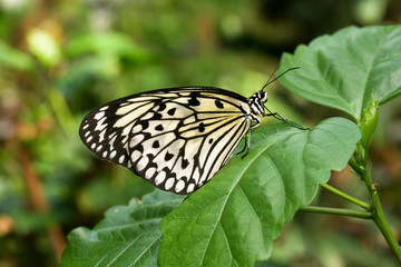 Exotischer Schmetterling