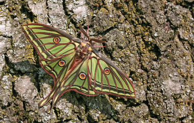 Graellsia Isabellae