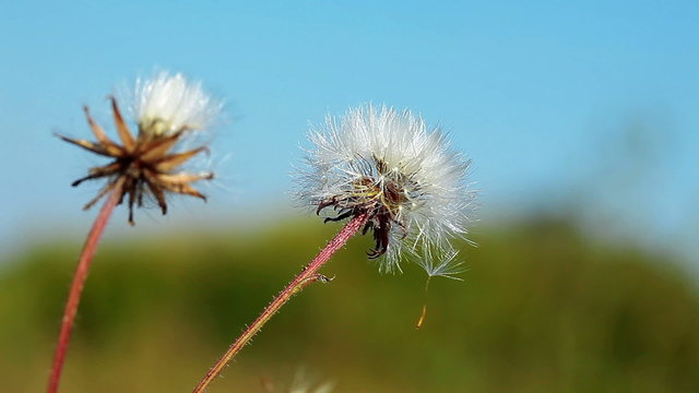 dandelion macro