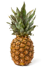 Obraz premium single pineapple