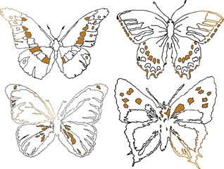 butterfly vector