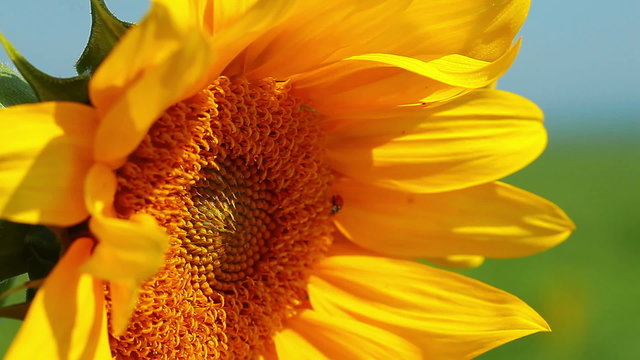 flowering sunflower