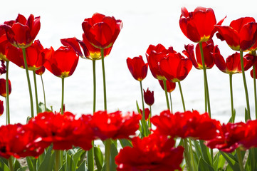Fototapeta premium roteTulpen 3
