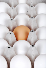 Carton of white eggs with one brown