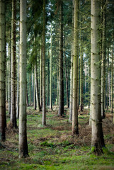 Fichtenwald Unterholz Norddeutschland