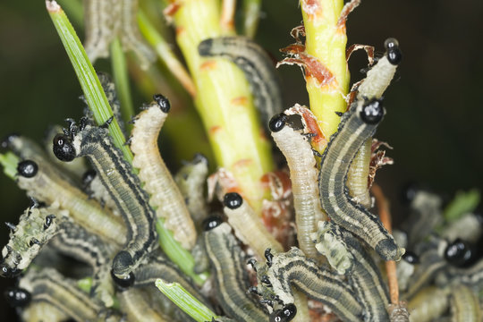 neodiprion sertifer, european pine sawfly larva on pine