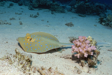 Blaupunktrochen © kaschibo