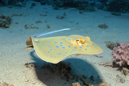 Blaupunktrochen
