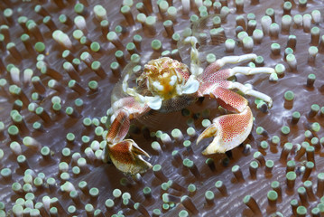 Porzellankrabbe
