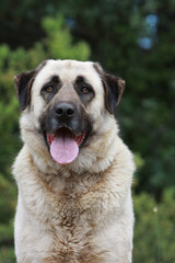 regard franc du berger d'Anatolie