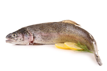 isolated trout