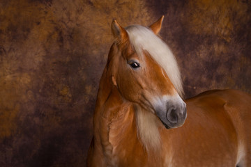 Fototapeta premium Pferde - Haflinger