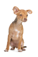 mixed breed chihuahua and miniature Pincher dog