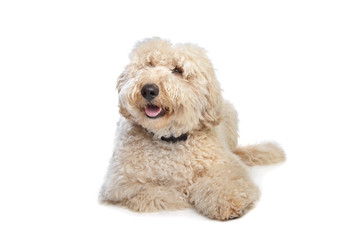 Australian Labradoodle