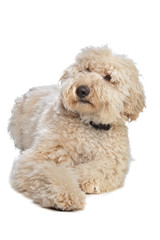 Australian Labradoodle