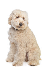 Australian Labradoodle