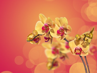 Orchidée jaune et reflets, fond orange