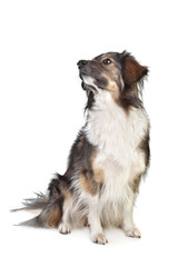 mixed breed tri-colored dog