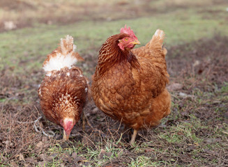 Chicken in farm.