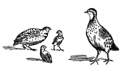 Caille, perdrix © niakc10