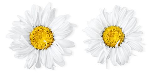 Isolated flowers. Two images of camomiles on white background