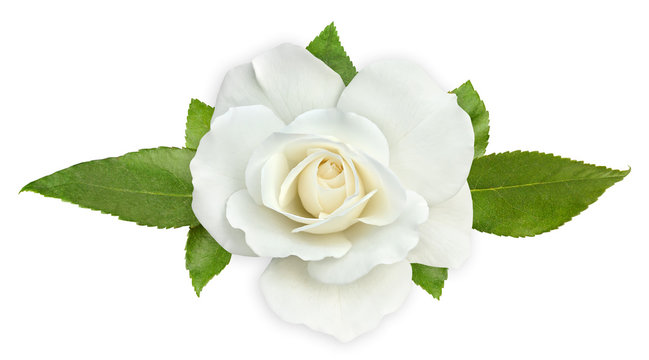Isolated flower. White rose with leaves on white background, top view, decorative element