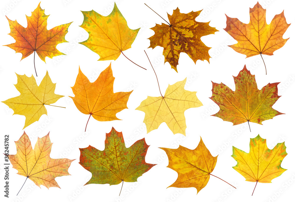 Canvas Prints isolated leaf collection. maple autumn leaves of different colors and shapes isolated on white backg