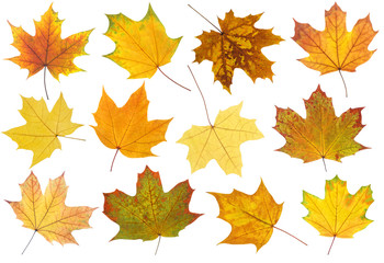 Isolated leaf collection. Maple autumn leaves of different colors and shapes isolated on white background