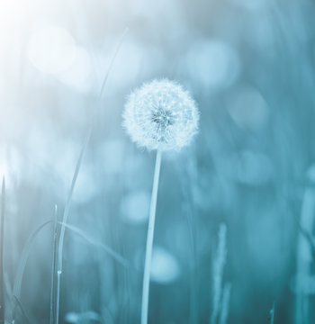 Dandelion