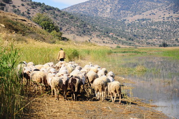 Fototapeta premium sheep following a sheperd man by lake