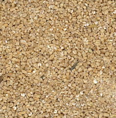 wheat grain background