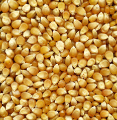Corn seeds
