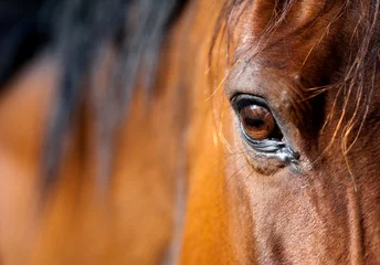 Fototapeten Auge des arabischen braunen Pferdes © Alexia Khruscheva
