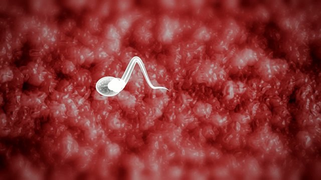 medical visualisation spermatozoo spermatozoi 3d