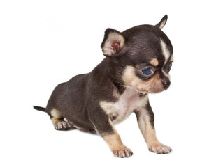 chihuahua puppy