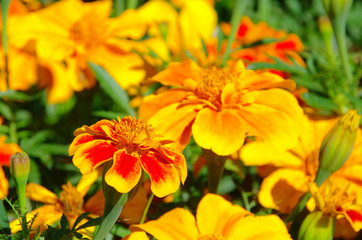 Tagetes 25