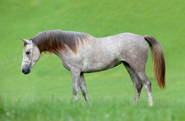 Obraz na płótnie Canvas Arabian grey horse in field