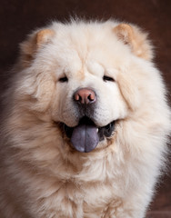 portrait d'un chow chow blanc