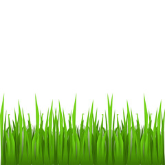 fresh green grass of spring