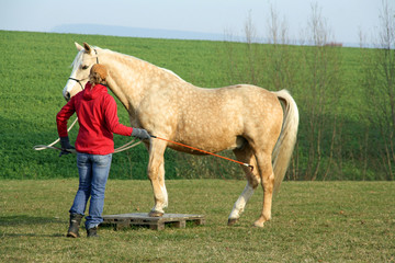 Pferd mit Trainerin 2