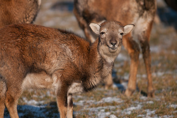 Mufflon