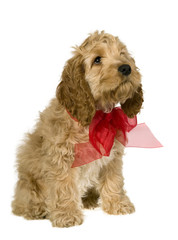 Dog with red ribbon is sitting and watching